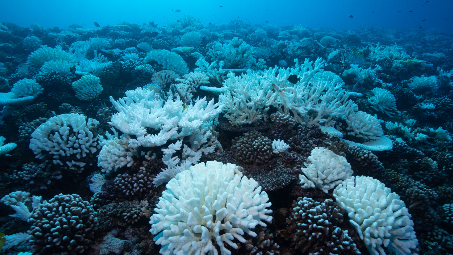 A bleached coral reef in French Polynesia in 2019
