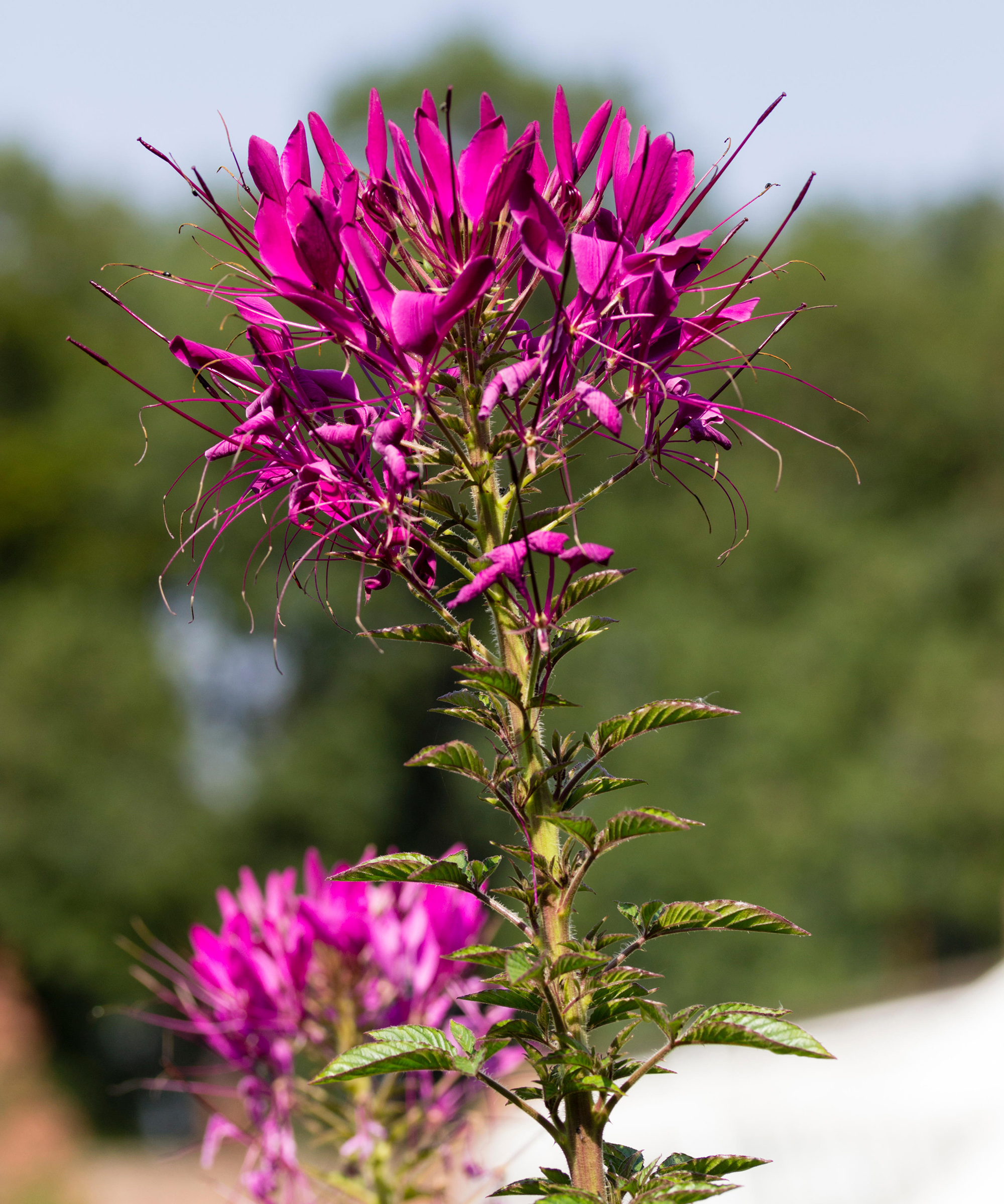 Cleome hassleriana