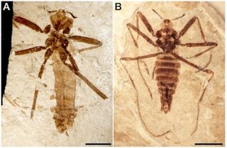 Fossilized Flea Unearthed in China