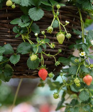 strawberries in hanging basket