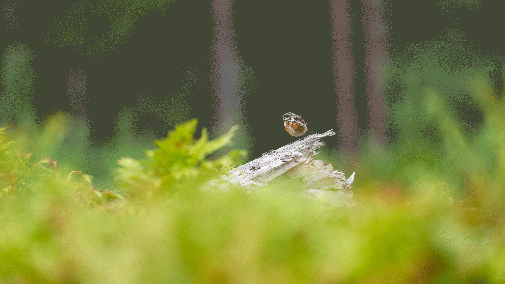GIF of a small bird taking flight from a fallen tree that's emerging from a bed of ferns