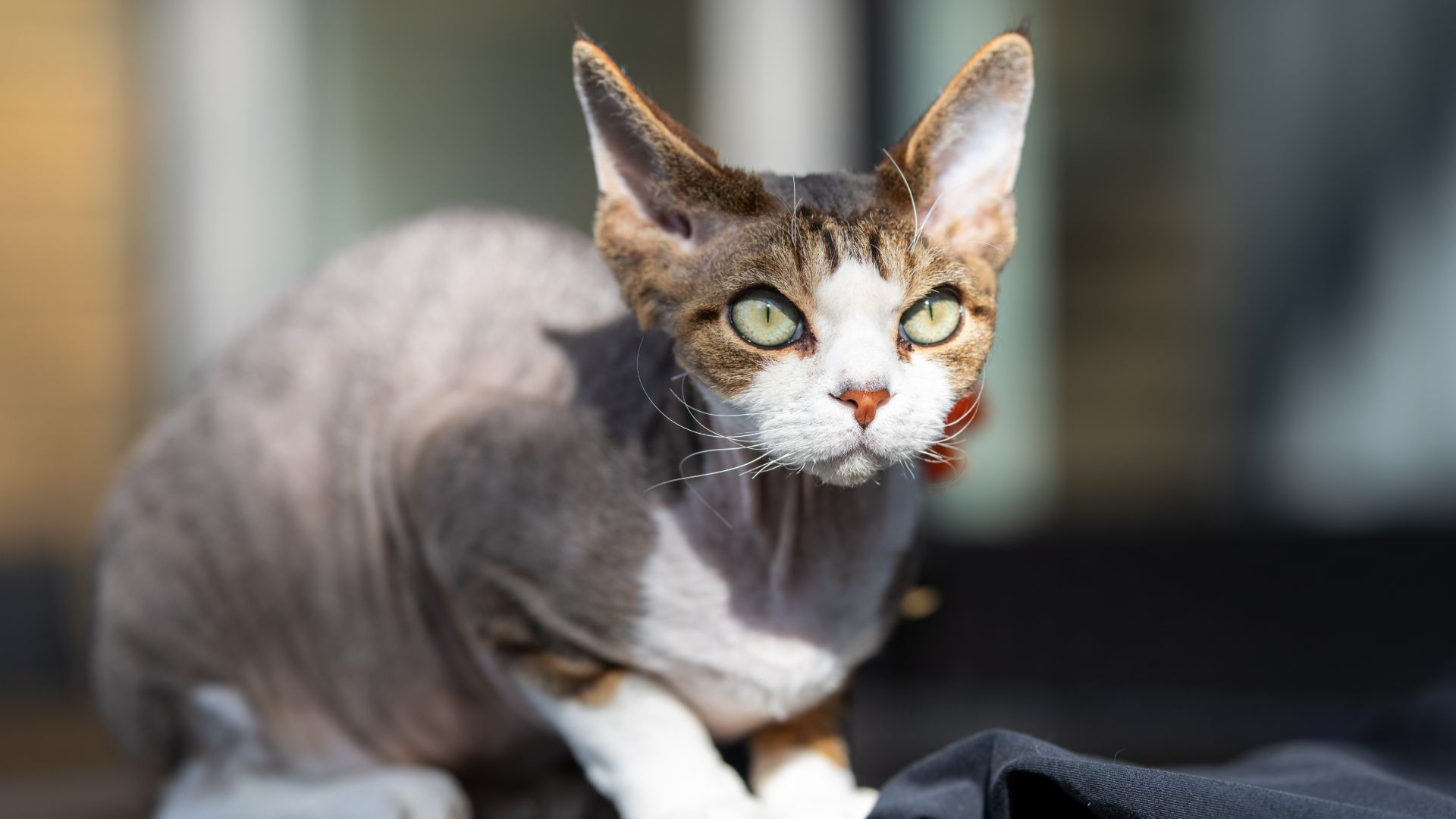 fine yet curly-haired cat with large green eyes and pointy ears