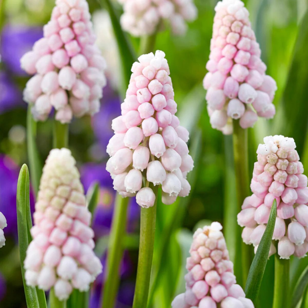 Pink muscari