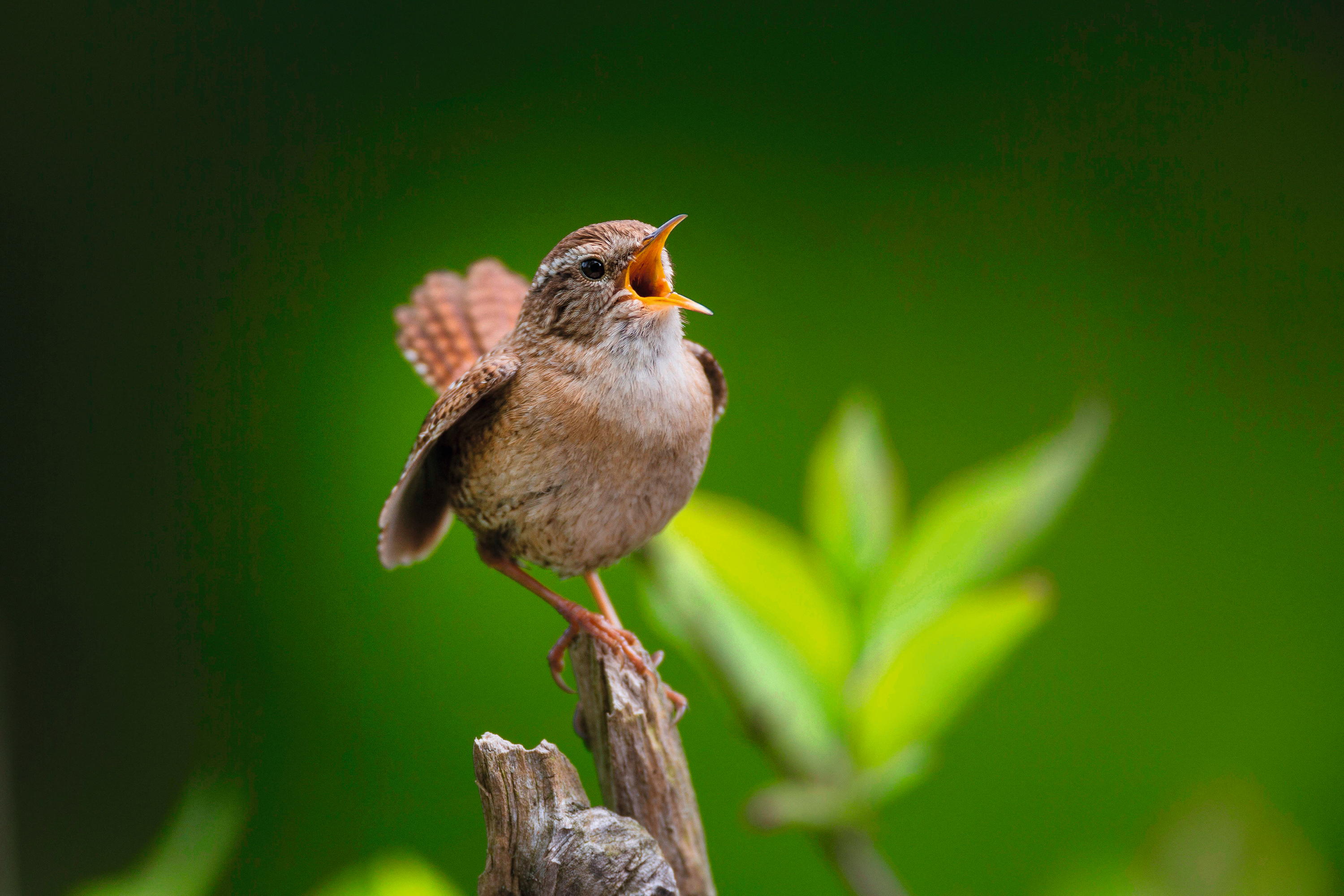 small bird singing