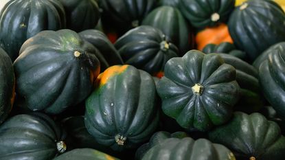 Dark green acorn squash harvested from the vegetable garden