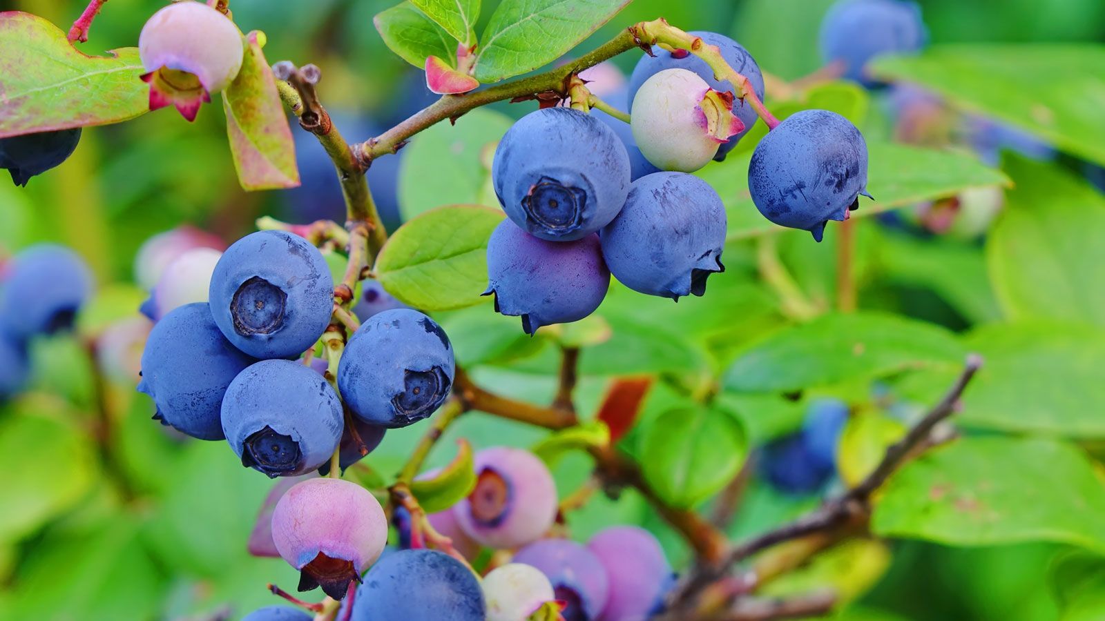 Growing Blueberries In Pots: How To Grow Container Blues | Gardening Know  How