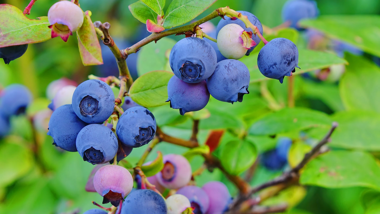 blueberry shrub showing ripe and unripe fruits
