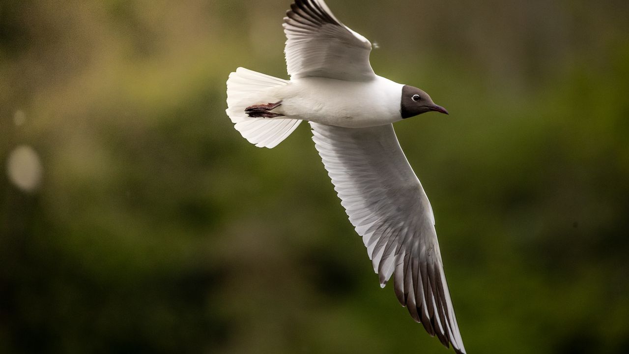 Flying birds shot with Canon cameras