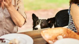 Border Collie looking at picnic table