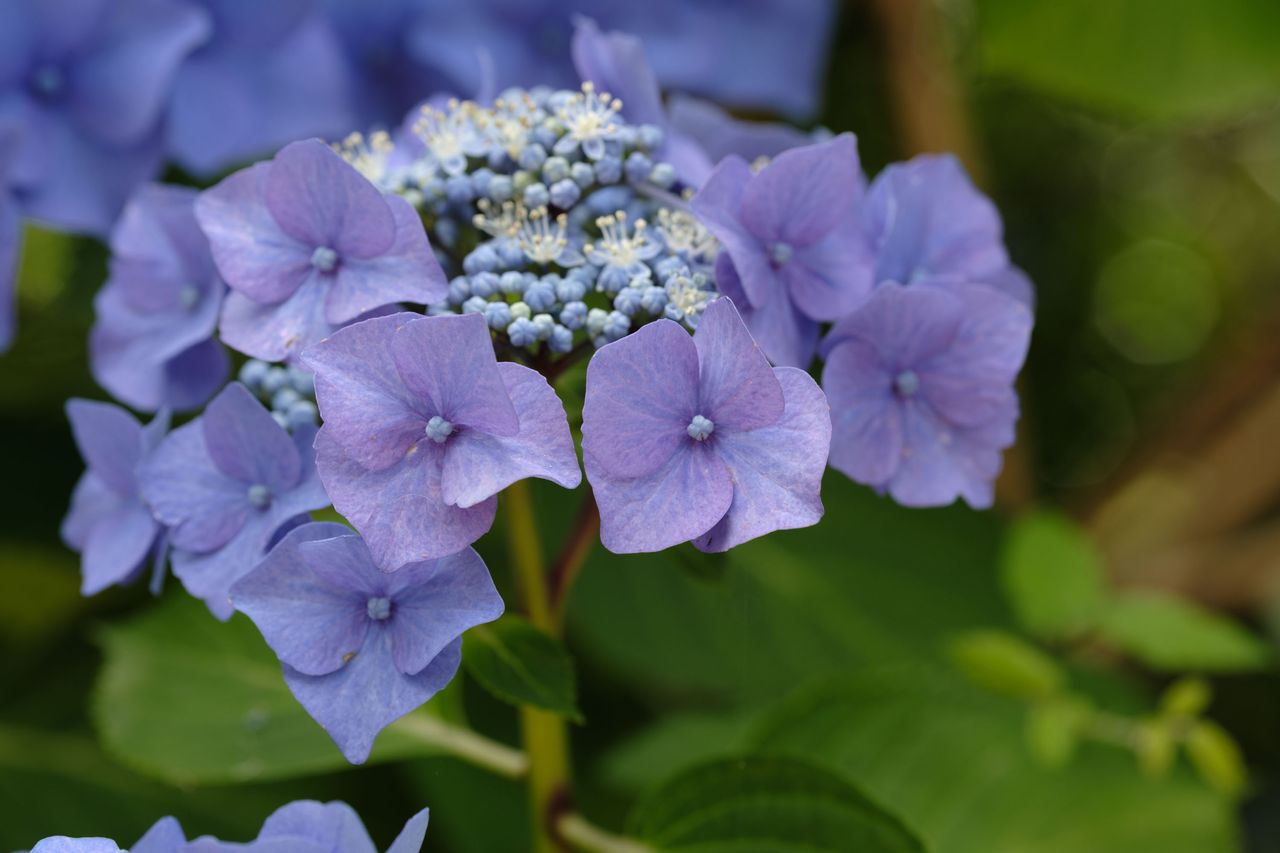 Viltrox AF 90mm F2.2 EVO and Fujifilm XF 90mm f/2 R LM WR lens comparisons: closeup of purple hydrangea with background foliage