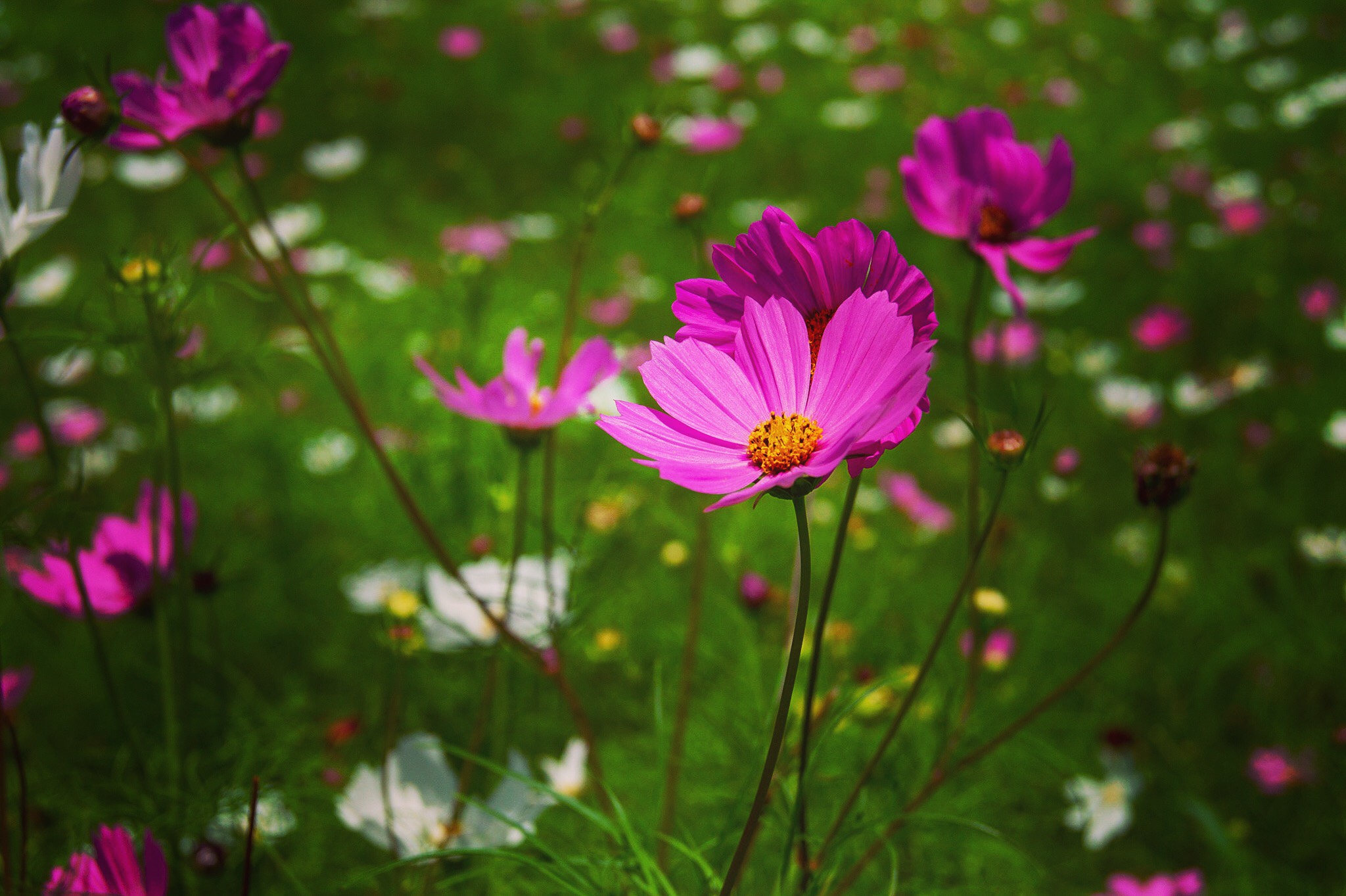 GuruShots - Nature&rsquo;s Masterpiece 2026