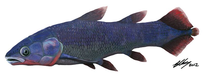 Skull Confirms Older Origin for 'Living Fossil' Fish | Live Science