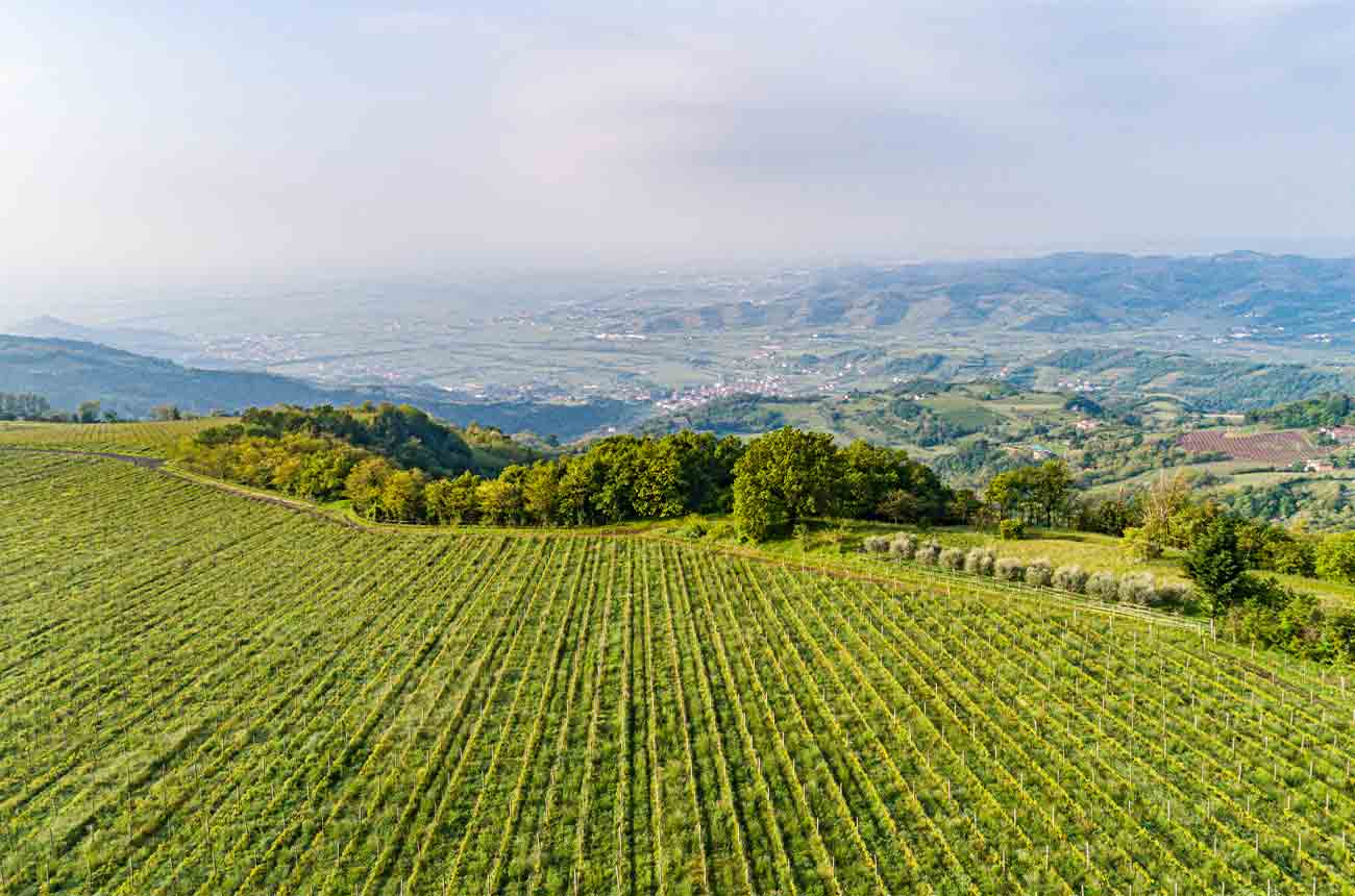 Pasqua Wines vineyards in the Veneto region in Northern Italy.