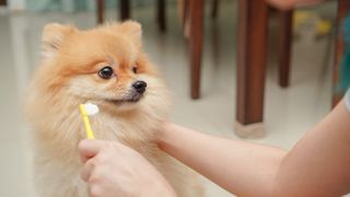 Pomeranian dog about to have its teeth cleaned with a dog toothbrush and homemade dog toothpaste