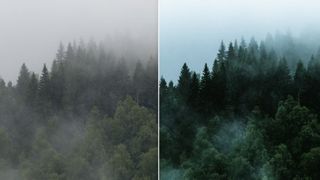 Best Lightroom presets; a misty forest