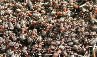 ants-crawling-110112-02