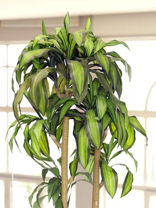 A close-up of a potted dracaena fragrans corn plant