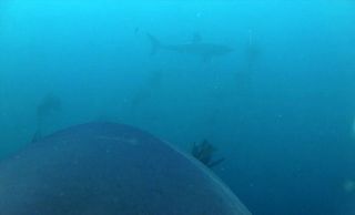 One of the great white sharks in the experiment saw another great white shark, and the video camera captured the encounter.