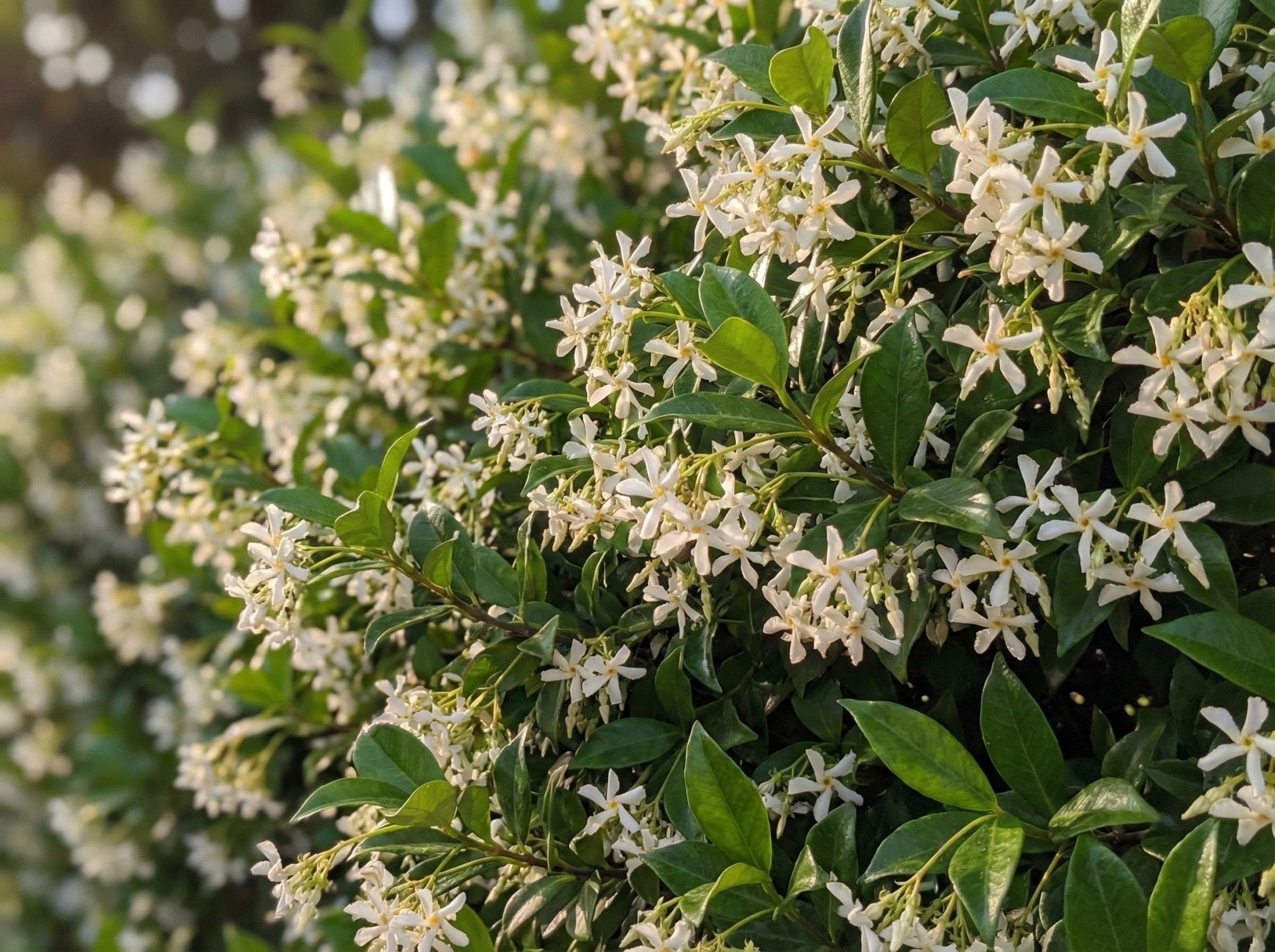 Confederate Jasmine