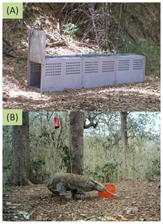 A trap used to capture Komodo dragons (top) and one of the lizards caught on camera. 