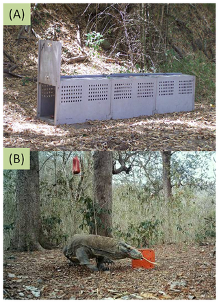 A trap used to capture Komodo dragons (top) and one of the lizards caught on camera. 