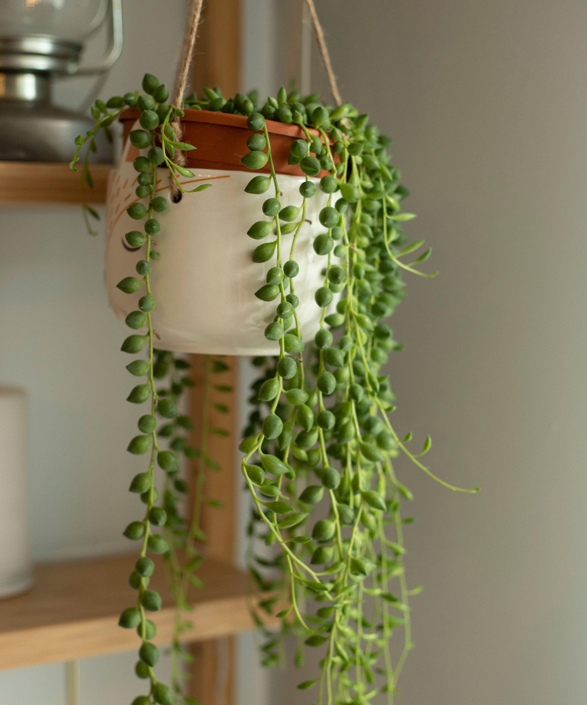 Best indoor hanging plants 12 trailing houseplants Gardeningetc