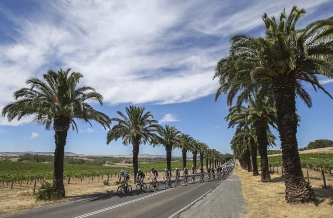 The palm trees of the Barossa