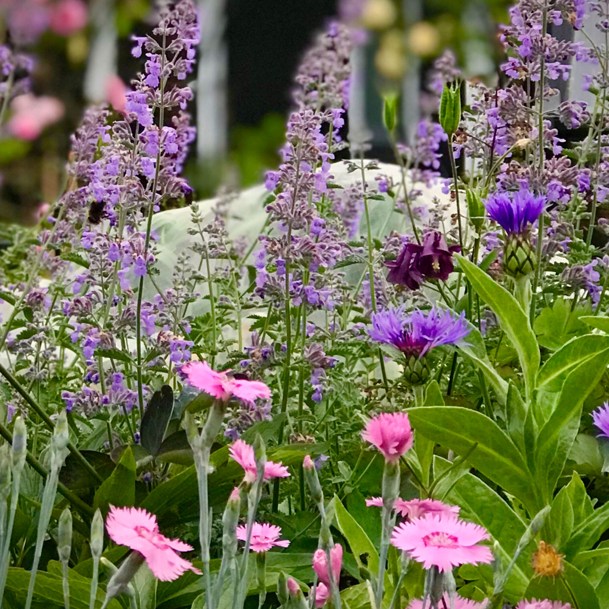 Pink and purple flowering plants in the garden