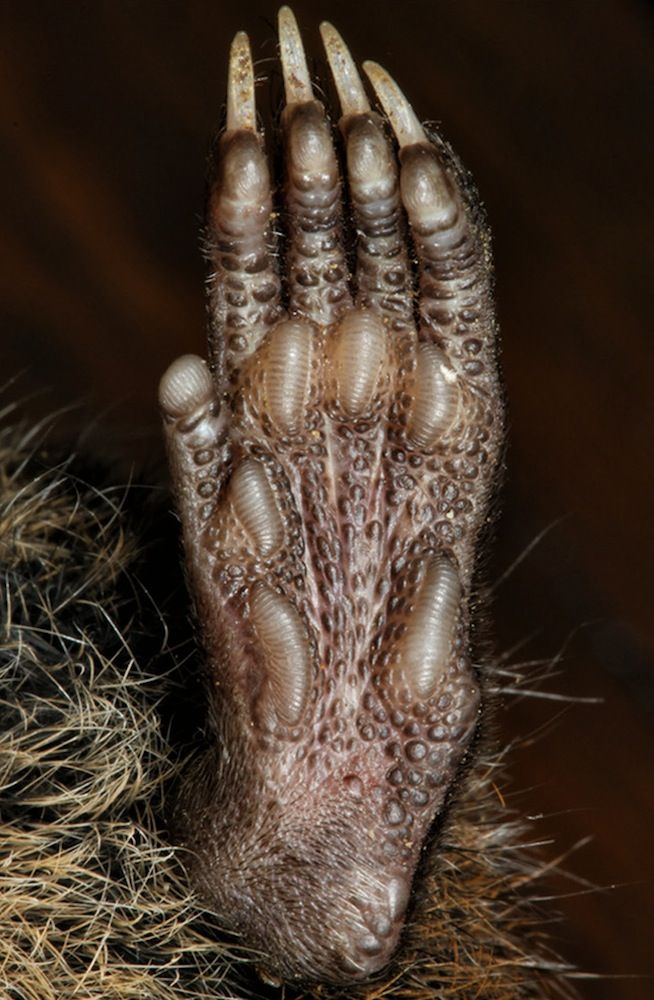 The black foot of the black-tailed antechinus.