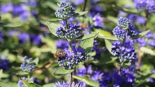 Caryopteris also known as Blooming Bluebird