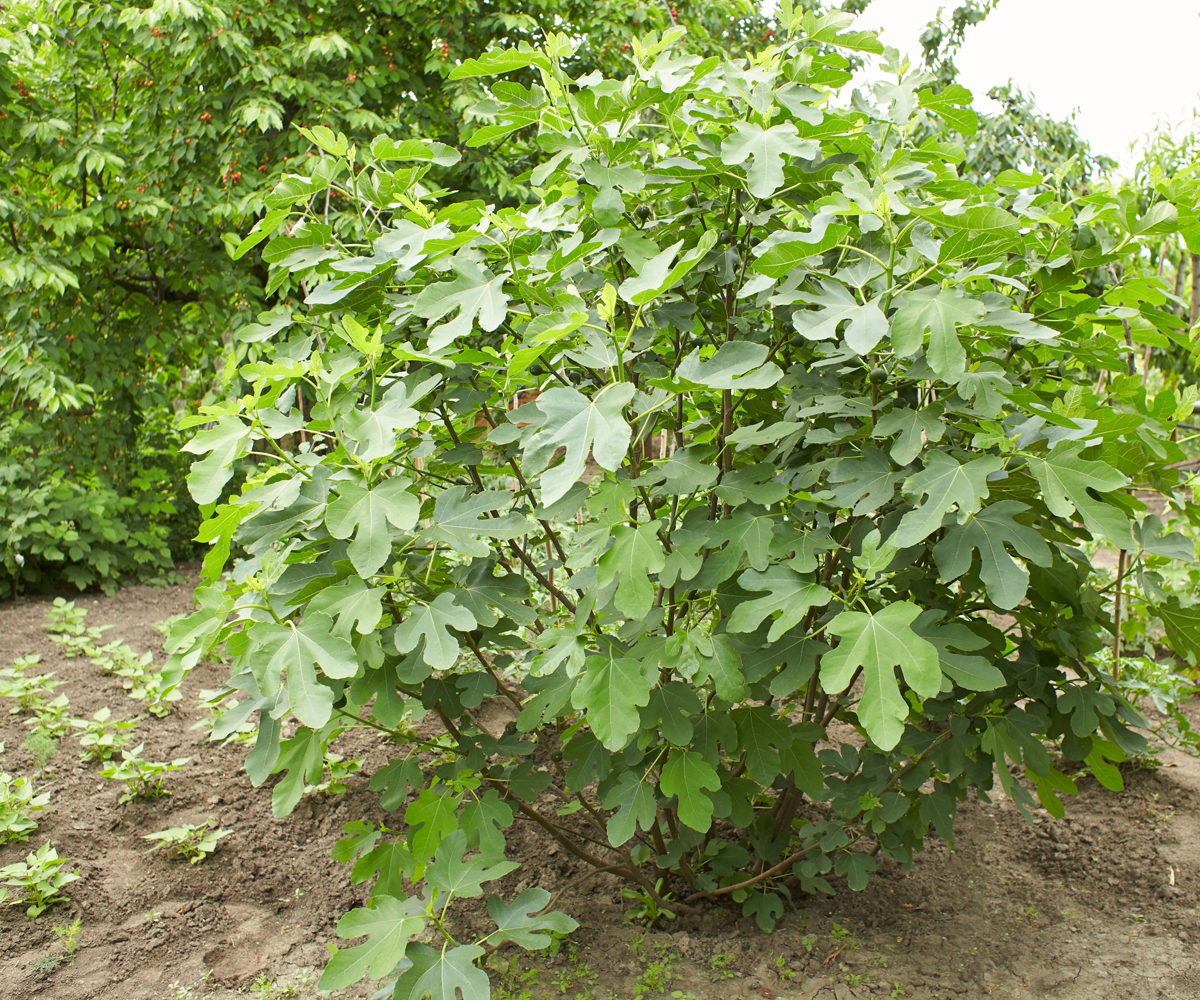 large fig tree showing masses of foliage
