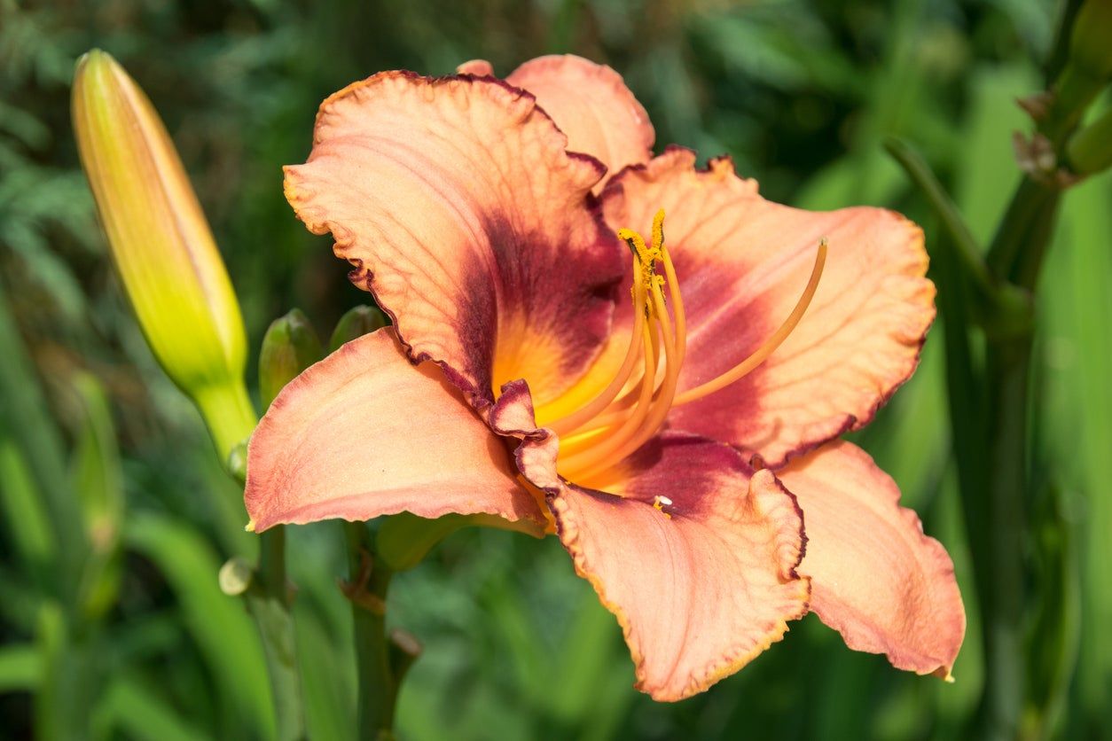 daylily bloom