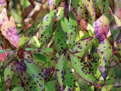 Green Plant Leaves Turning Redish-Purple