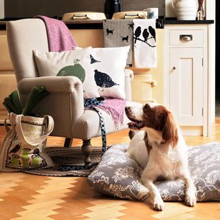 pet with armchair and cushions