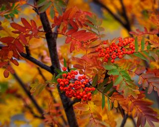 trees with berries rowan tree with red berries in autumn