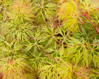 Acer palmatum var. dissectum ‘Seiryu’, also known as 'Emerald Lace'