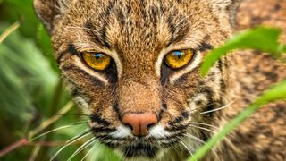 what to do if you see a bobcat while hiking: face