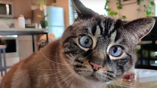 Clingy cat Toulouse in the kitchen looking straight into the camera with wide blue eyes