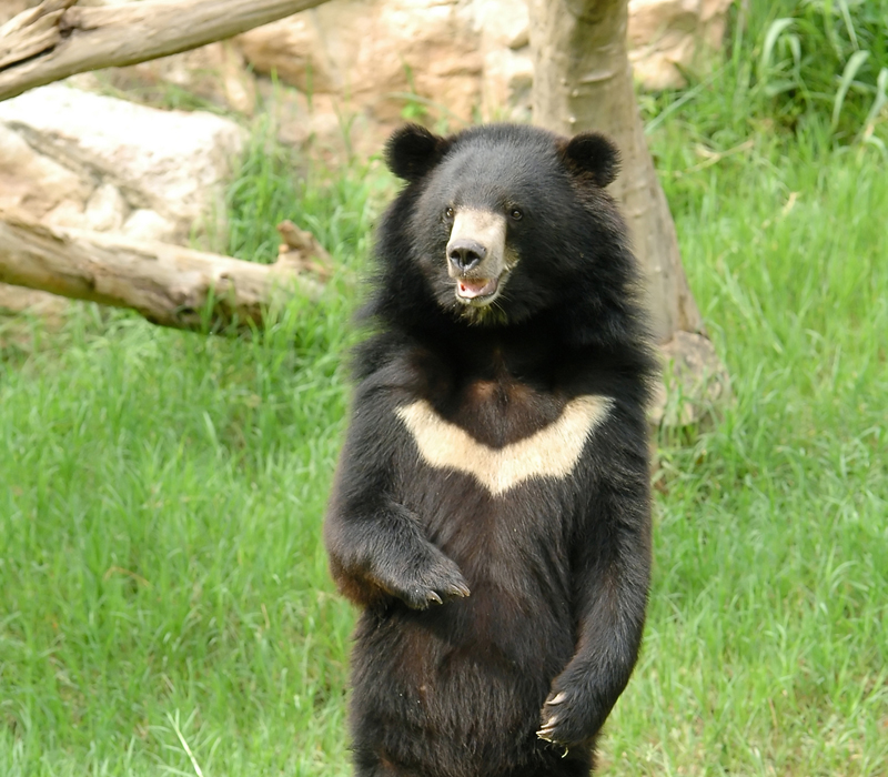 Image Gallery: Beastly Bears | Photos of Bears | Live Science