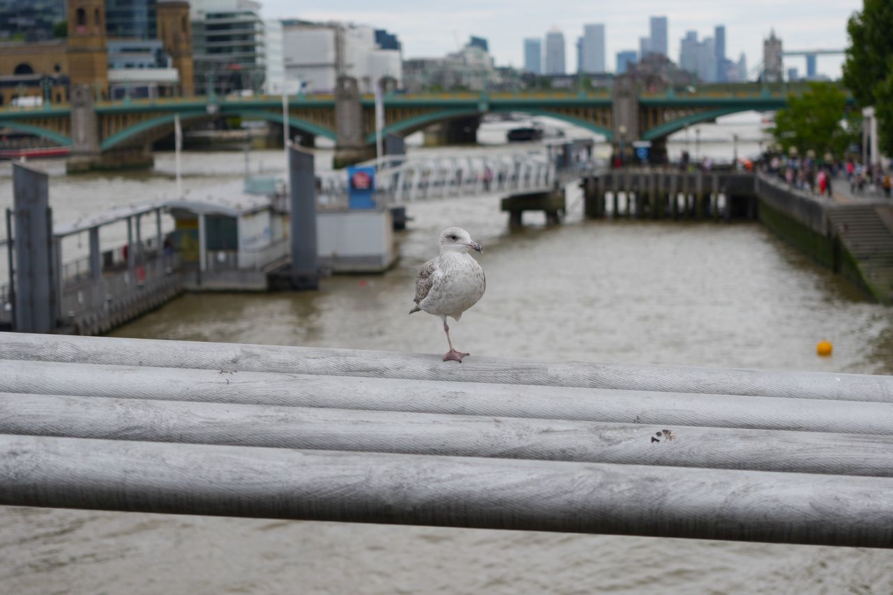 Seagull standing on metal wires on a bridge over a river