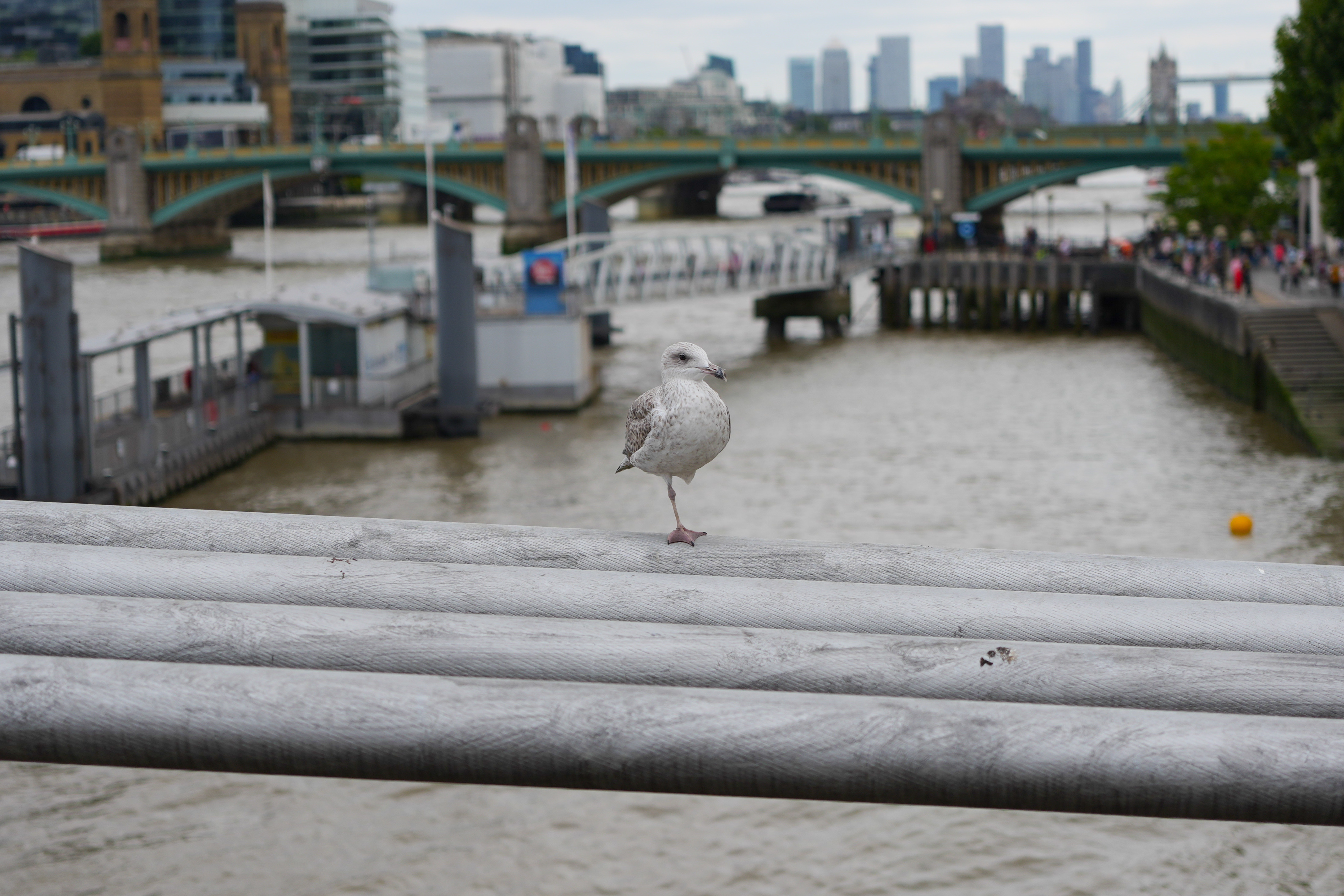 Seagull standing on metal wires on a bridge over a river
