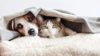 Cat and dog together under a blanket