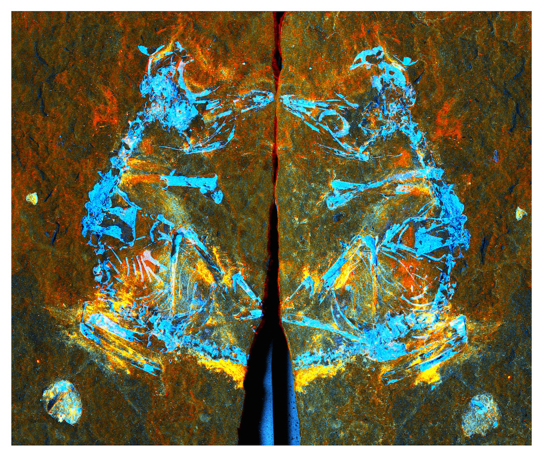 This false-color composite image shows what elements are within the fossil, as revealed by synchrotron radiation. The red areas are iron, the green areas are silicon and the blue areas are phosphorus.