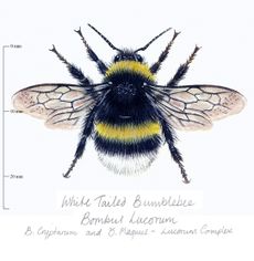 Picture of a Bombus lucorum (white-tailed bumblebee). CL 05/08/2015