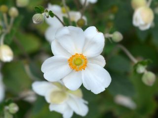 white flower of Japanese anemone 'Honorine Jobert'