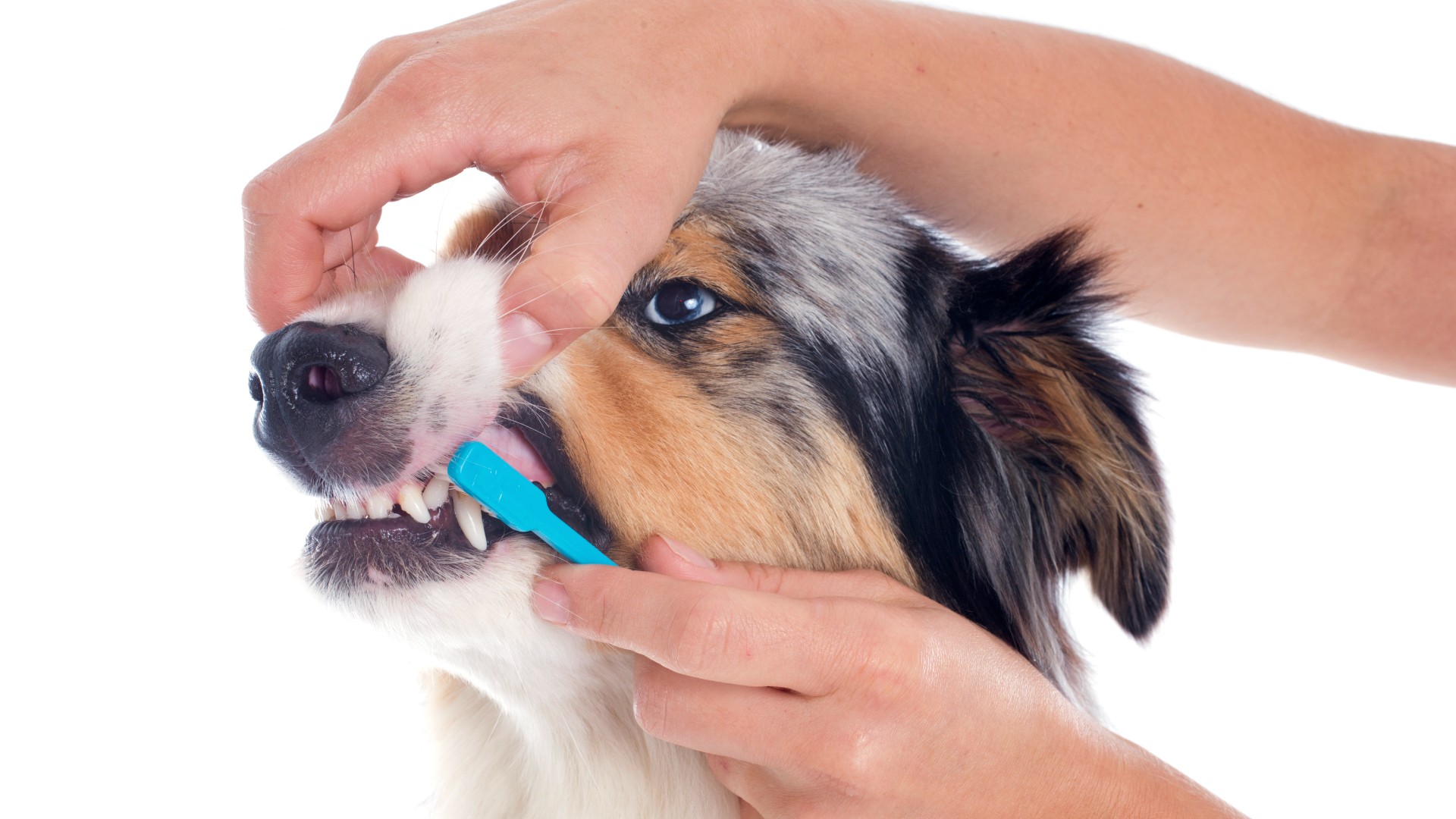 how-much-does-dog-teeth-cleaning-cost-and-it-is-worth-it-petsradar