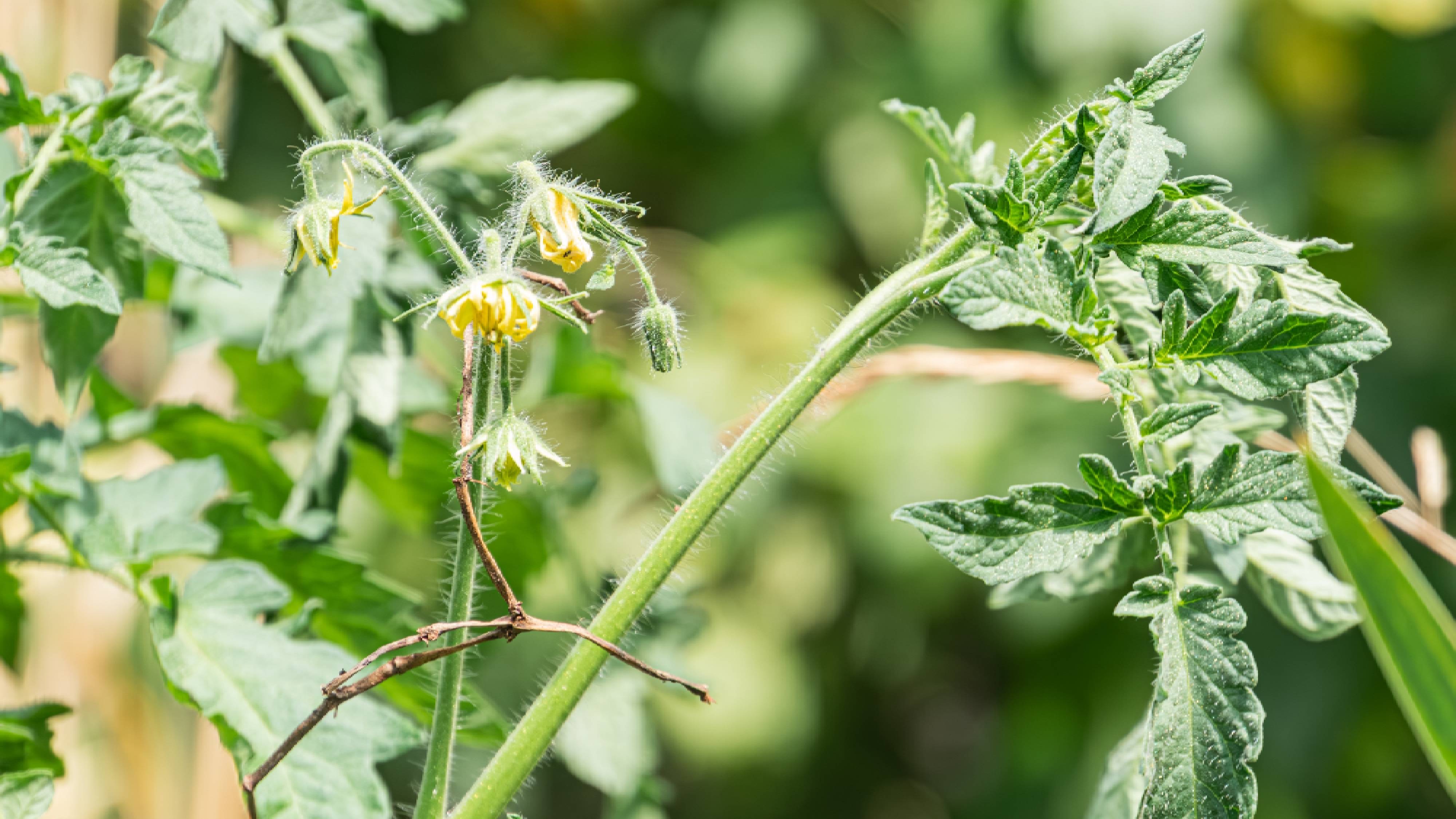 This is what's really causing your tomato leaves to curl — and how to actually fix it