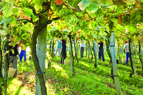 Harvesting-pergola-vines-at-Bodega-Gaintza.-Credit-Inaki-Caperochipi.jpg