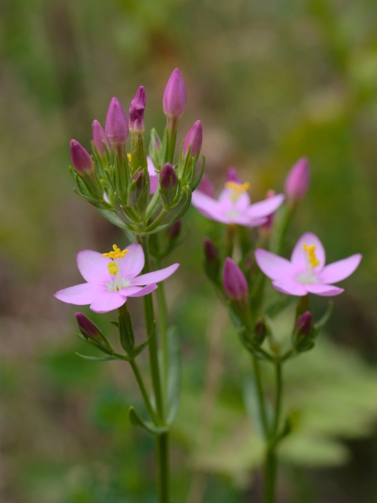 Pink Flowering Centaury Plants