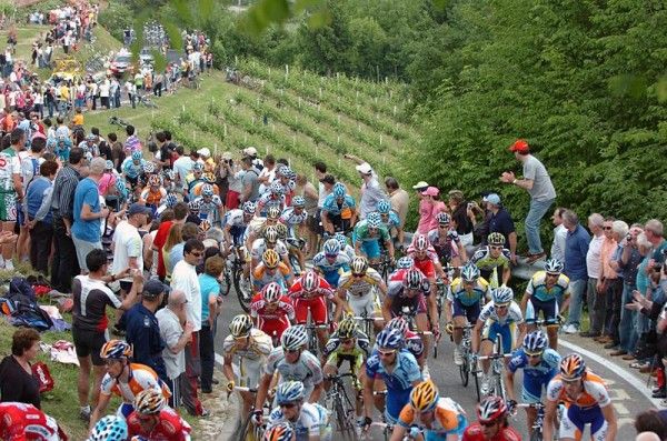 The peloton climbs through a vineyard.